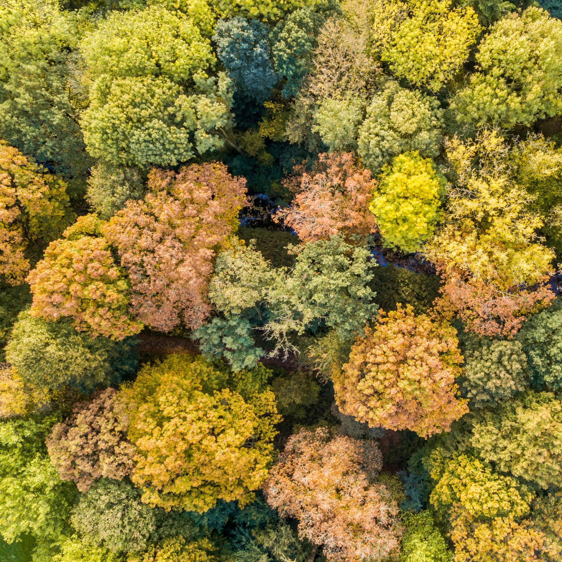 Aerial view of an autumn forest canopy